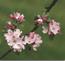 apple blossom michigan