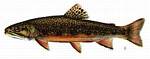 brook trout